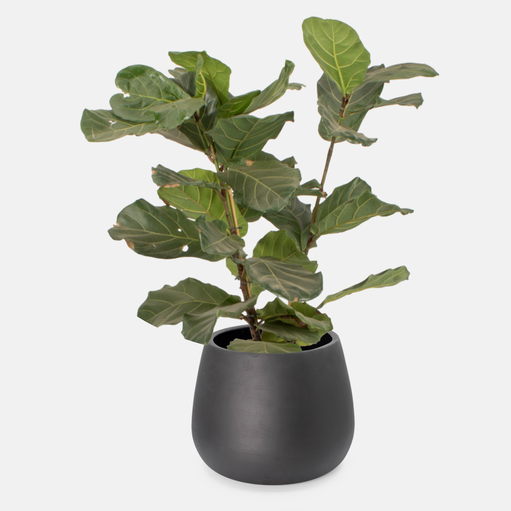 Belly Floor Planter - Black