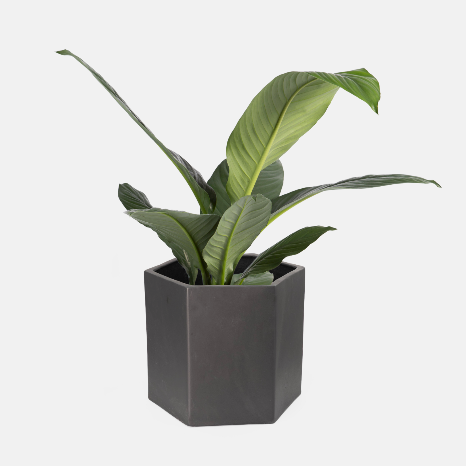 Hex Floor Planter - Black