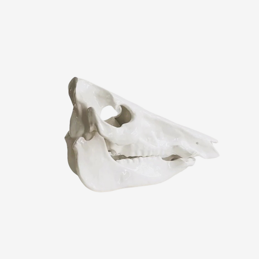 Skull & Jaw Object Art - Gloss White