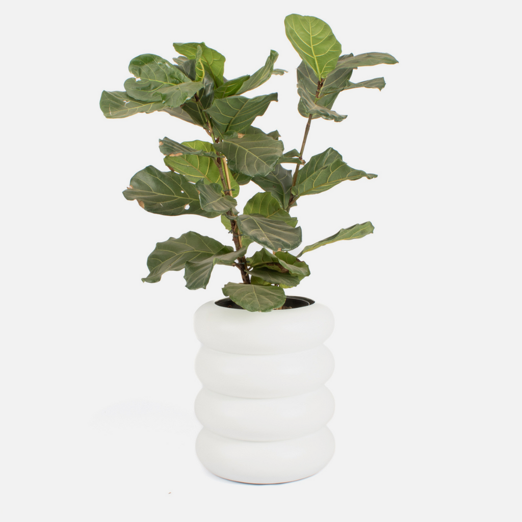 A modern white floor planter with a fluted design