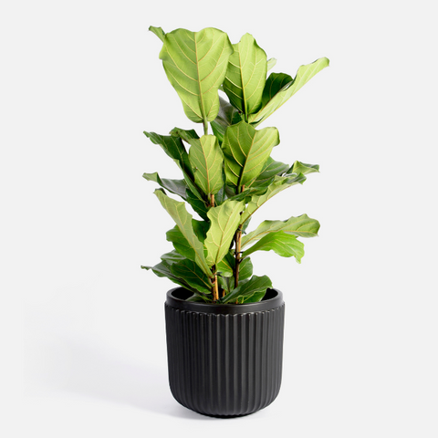 Paris Fluted Planter - Black