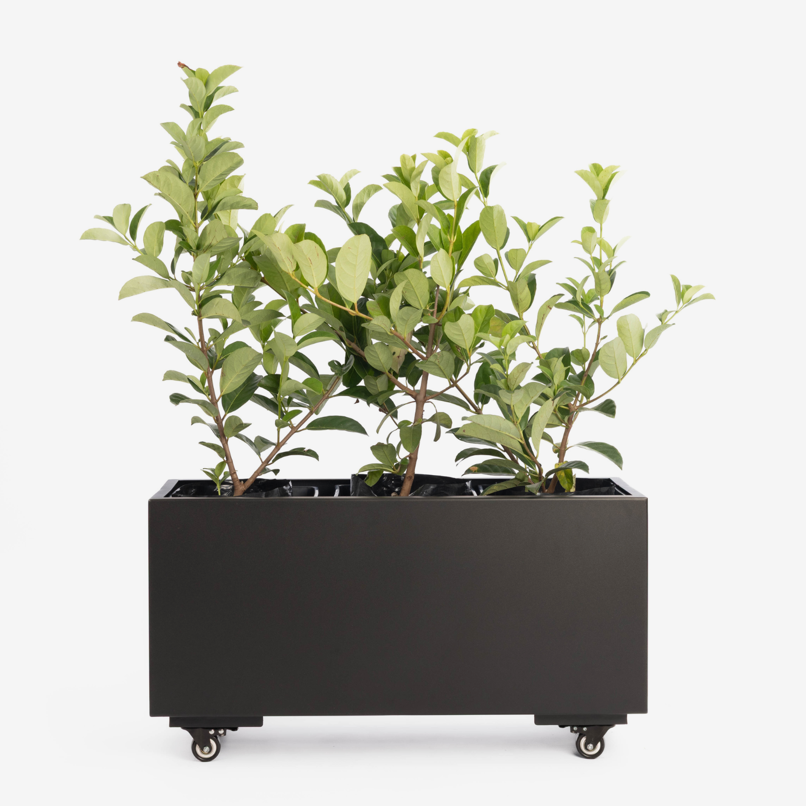 Black rectangular planter with green plants on a white background