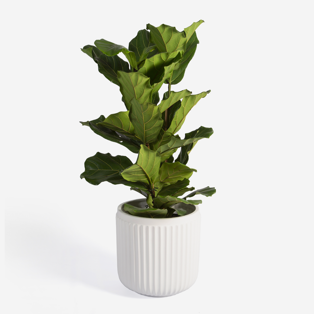 Paris Fluted Planter - White