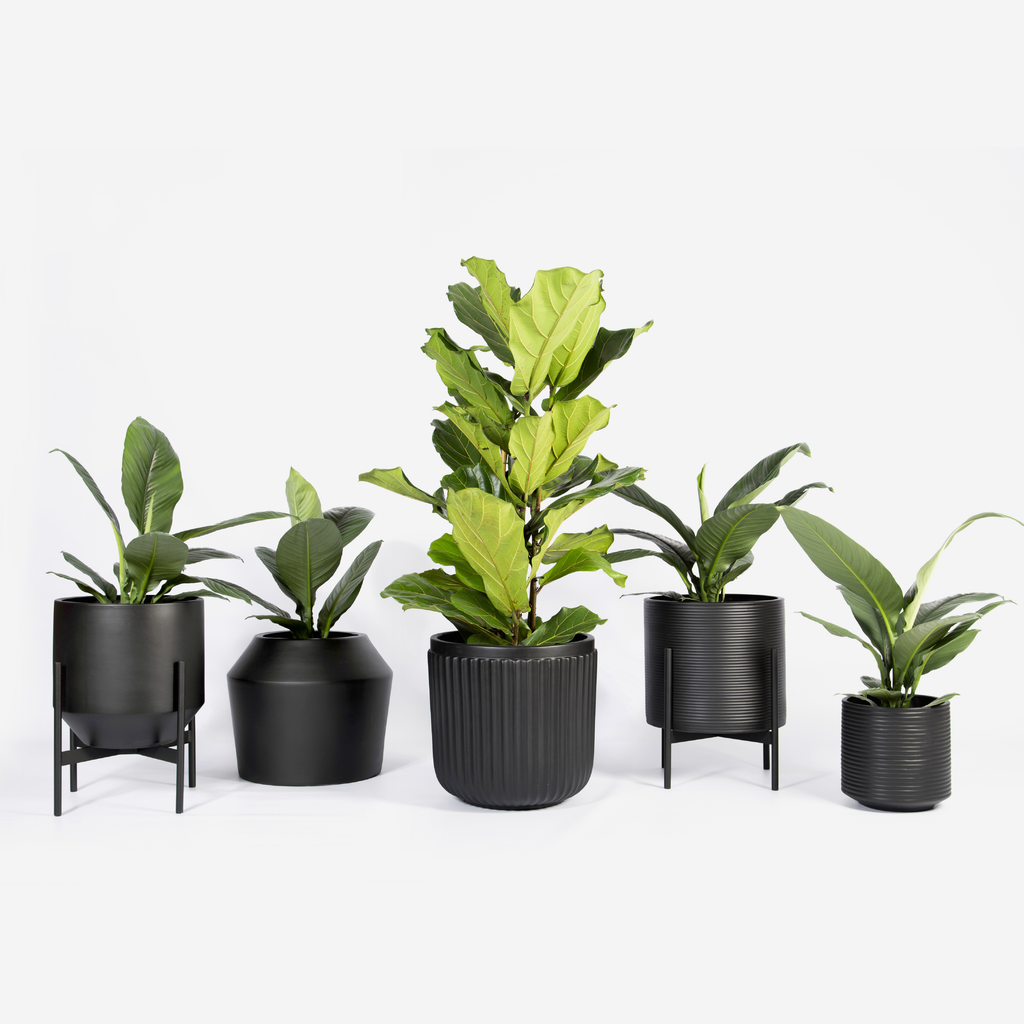 Venus Floor Planter - Steel Stand