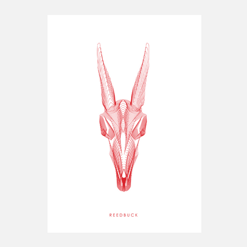 Horned Buck Print - Reedbuck